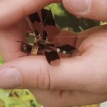 یک  مگس  اصلاح  شده  با  یک  کوله  پشتی،  بخشی  از  پروژه DragonflEye  دراپر.