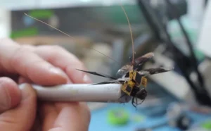 یک مگس اصلاح شده با یک کوله پشتی، بخشی از پروژه DragonflEye دراپر.
